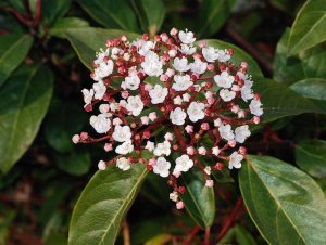 Winter Plants