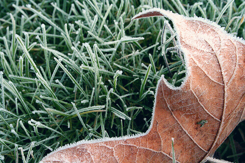 Winter Lawn Care