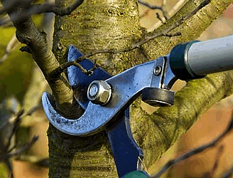 Winter Pruning