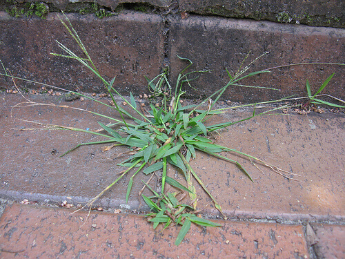 Crabgrass