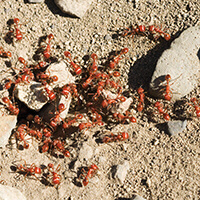 Fire Ants
