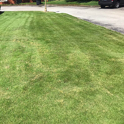 Lawn with clover and brown spots