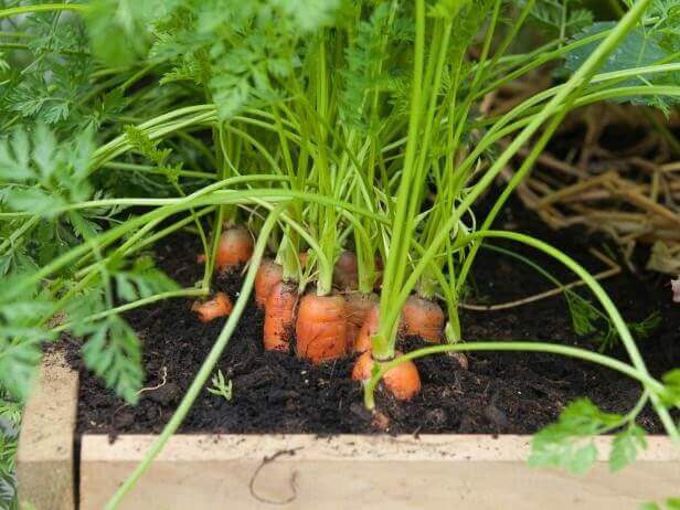 Carrots