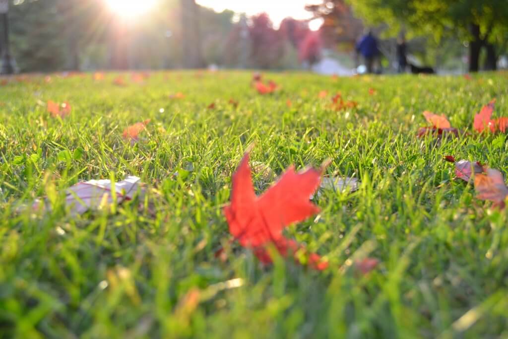 late summer lawn care