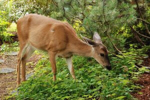 Deer eating plants in southern lawn