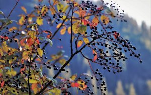 Ornamental tree care for fall