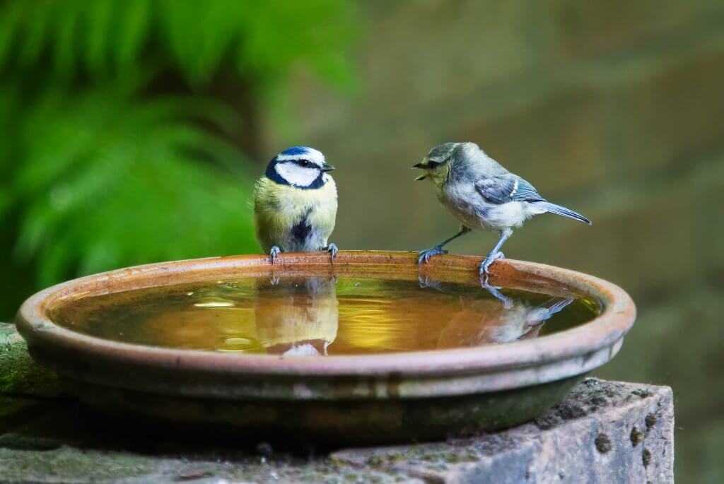 Birdbath