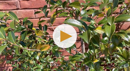 How to Identify and Treat Scale on Camellias