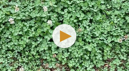 How to Identify and Treat Clover